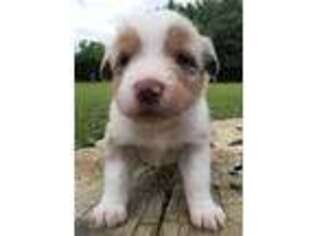 Miniature Australian Shepherd Puppy for sale in Pontotoc, MS, USA