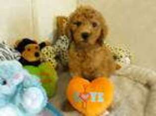 Goldendoodle Puppy for sale in Conroe, TX, USA