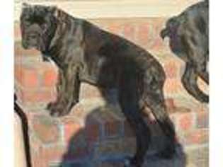 Cane Corso Puppy for sale in Monroe, NC, USA