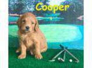 Goldendoodle Puppy for sale in Cresco, IA, USA