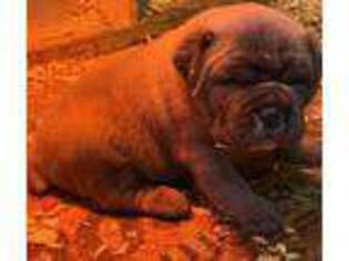 Cane Corso Puppy for sale in Liberty, NC, USA