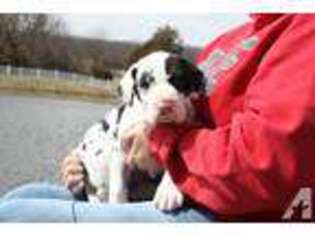 Great Dane Puppy for sale in BISMARCK, MO, USA