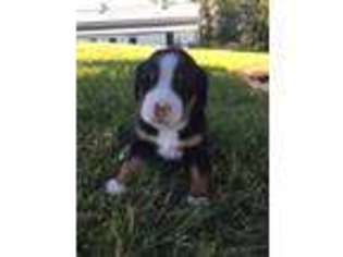 Greater Swiss Mountain Dog Puppy for sale in Oxford, OH, USA
