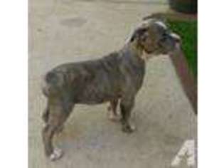 Olde English Bulldogge Puppy for sale in PASADENA, TX, USA