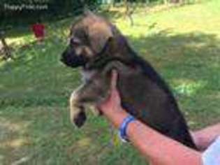 German Shepherd Dog Puppy for sale in Beaver, OH, USA