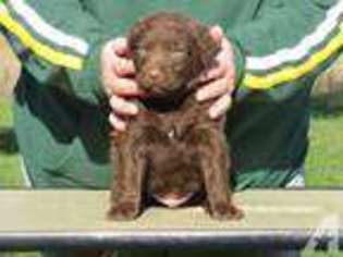 Labrador Retriever Puppy for sale in HUDSON, WI, USA