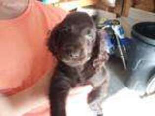 Boykin Spaniel Puppy for sale in Hubert, NC, USA