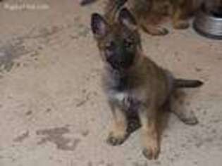 German Shepherd Dog Puppy for sale in Cotopaxi, CO, USA