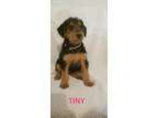 Airedale Terrier Puppy for sale in East Rochester, OH, USA