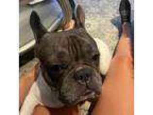 French Bulldog Puppy for sale in Mount Laurel, NJ, USA