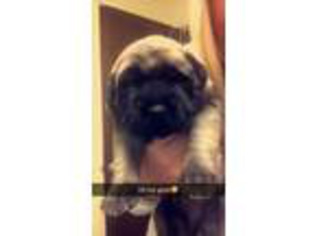 Mastiff Puppy for sale in Cushing, OK, USA