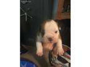 Bulldog Puppy for sale in Hockley, TX, USA