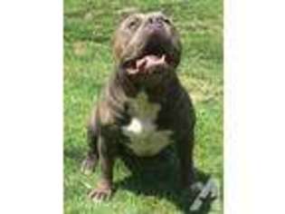 American Pit Bull Terrier Puppy for sale in ANDERSON, IN, USA