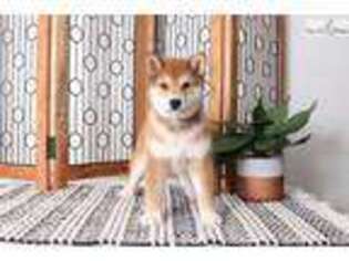 Shiba Inu Puppy for sale in Fort Myers, FL, USA