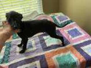 Italian Greyhound Puppy for sale in Brooksville, FL, USA