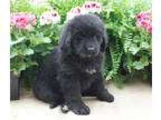 Newfoundland Puppy for sale in Middleburg, PA, USA