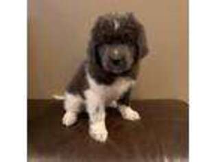 Newfoundland Puppy for sale in Melber, KY, USA