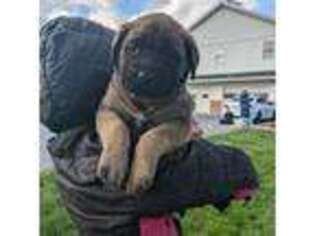 Mastiff Puppy for sale in Narvon, PA, USA