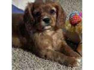Cavalier King Charles Spaniel Puppy for sale in Olathe, KS, USA