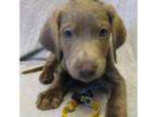 Labrador Retriever Puppy for sale in Ganado, TX, USA