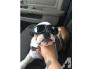 Bulldog Puppy for sale in YORKTOWN, VA, USA