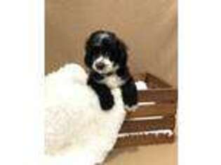 Mutt Puppy for sale in Riverton, IL, USA