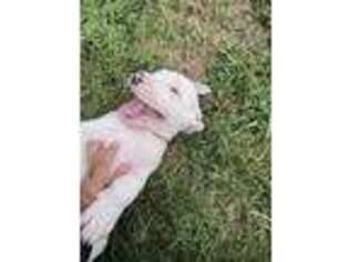 Dogo Argentino Puppy for sale in Harrisburg, PA, USA
