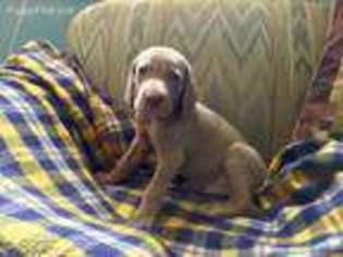 Weimaraner Puppy for sale in Normangee, TX, USA