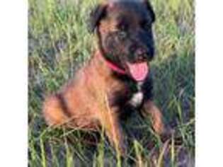 Belgian Malinois Puppy for sale in Ellerbe, NC, USA