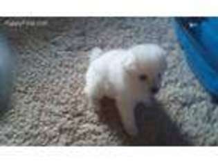 American Eskimo Dog Puppy for sale in Clarendon, TX, USA