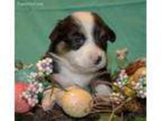 Pembroke Welsh Corgi Puppy for sale in Carpenter, WY, USA