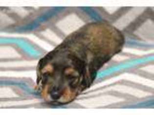 Dachshund Puppy for sale in Bellefontaine, OH, USA