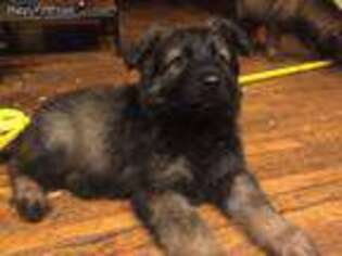 German Shepherd Dog Puppy for sale in Ladoga, IN, USA