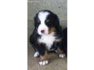 Bernese Mountain Dog Puppy for sale in Darien, CT, USA