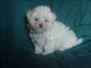 Maltese Puppy for sale in Arlington, WA, USA