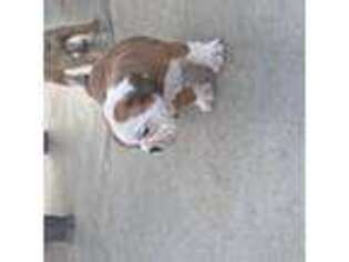 Olde English Bulldogge Puppy for sale in Whittier, CA, USA