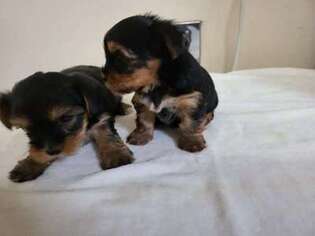 Yorkshire Terrier Puppy for sale in PRINCE GEORGE, VA, USA
