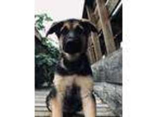German Shepherd Dog Puppy for sale in Wakarusa, IN, USA