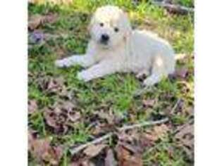 Mutt Puppy for sale in Kingsbury, TX, USA