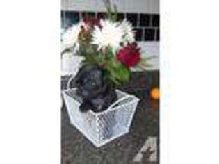Pug Puppy for sale in CITRUS HEIGHTS, CA, USA