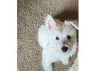 West Highland White Terrier Puppy for sale in Estero, FL, USA