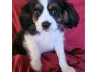 Cavalier King Charles Spaniel Puppy for sale in Kempner, TX, USA