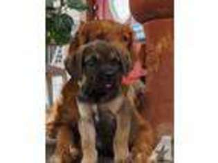 Cane Corso Puppy for sale in MESQUITE, TX, USA