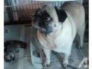Pug Puppy for sale in SMITHFIELD, PA, USA