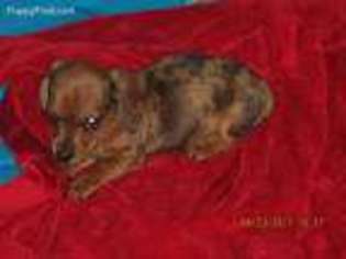 Dachshund Puppy for sale in Blooming Grove, TX, USA