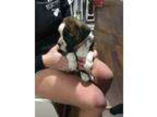 Boxer Puppy for sale in Barnardsville, NC, USA
