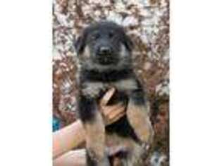 German Shepherd Dog Puppy for sale in Dover, PA, USA