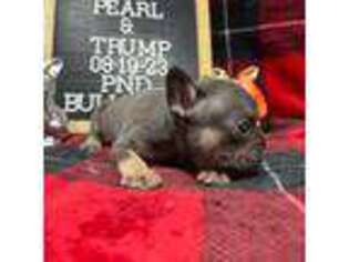 French Bulldog Puppy for sale in Kerens, TX, USA