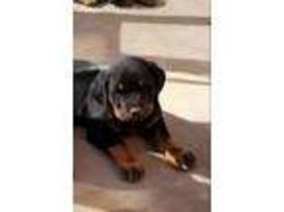 Rottweiler Puppy for sale in Commerce City, CO, USA