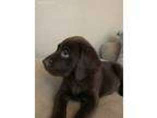 Labrador Retriever Puppy for sale in Dafter, MI, USA